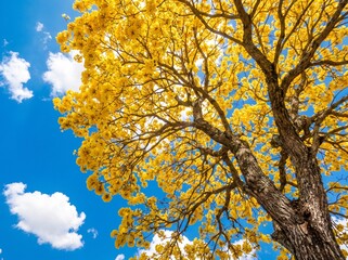 Fototapeta premium Low Angle View of Golden Yellow Ipe Tree Canopy Against Blue Sky
