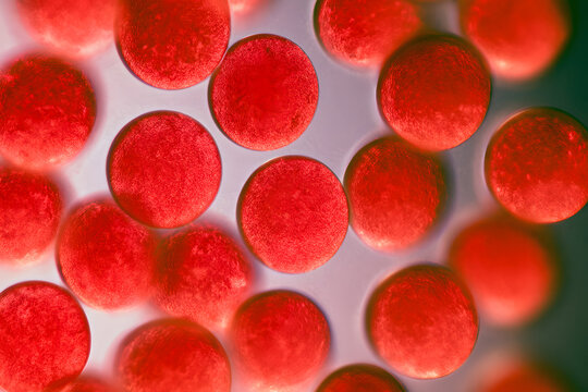A microscopic examination of Cyclospora cayetanensis oocysts, stained bright red, illustrates the path of a foodborne parasitic infection leading to intestinal issues, with water pollution cited as a 
