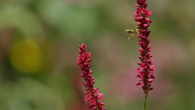 red flower bud blooming time lapse on sunny meadow with green foliage. natural and serene setting, close-up static shot of plant material in nature and botany context.