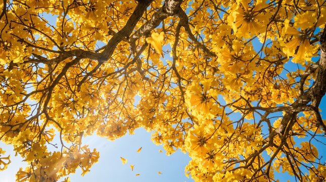 Sunbeams Filtering Through Blooming Yellow Ipe Tree Canopy