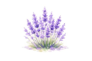 Obraz premium Watercolor illustration of a lavender plant with purple blooms.