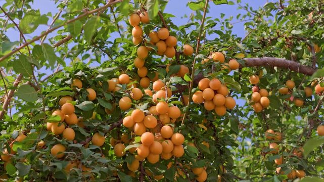 Ripe apricots cluster densely on tree branches