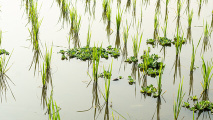 Obraz premium Young Green Rice Sprouts and Water Lettuce Growing in Flooded Paddy Field