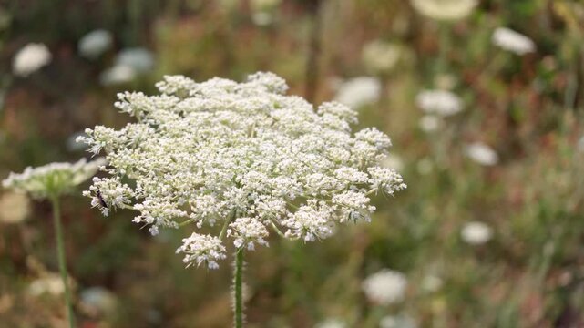 Single white carrot flower stands tall among grassy field