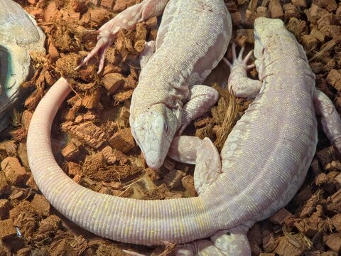 Abino Tegu Lizards Python on Dark Pebbles