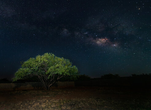 Heart of the Milky Way glowing behind a mesquite tree