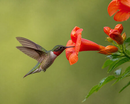Hovering hummingbird sipping nectar from orange trumpet flower, nature and sweetness concept