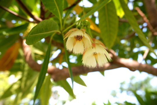Elaeocarpus grandiflorus flowering branch with clusters of delicate white, bell-shaped blossoms hanging downward.