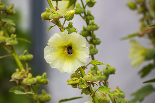 A yellow hollyhock (Alcea rosea or Alcea rugosa) with a bumblebee perched on it