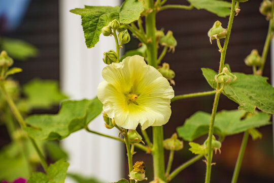 A yellow hollyhock (Alcea rosea or Alcea rugosa)