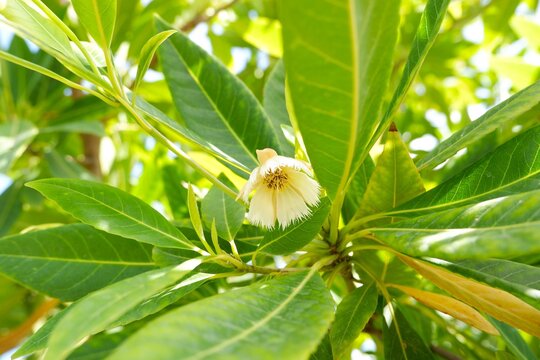 Beautiful fringed white Elaeocarpus grandiflorus blossoms dangling from a tree in a tropical garden.