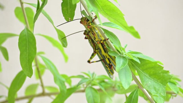Pareja de saltamontes sudamericanos apare&aacute;ndose sobre hojas verdes en su h&aacute;bitat natural