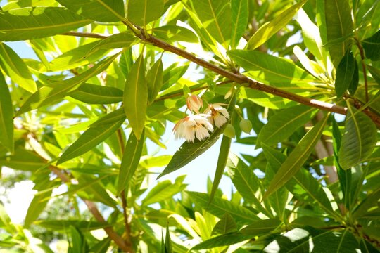 Close-up view of the pendulous white flowers of Elaeocarpus grandiflorus against green foliage.
