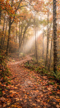 Sendero natural atravesando un bosque oto&ntilde;al lleno de hojas doradas, rojas y naranjas, con niebla y rayos de sol creando una atm&oacute;sfera m&aacute;gica.