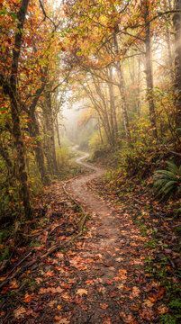 Sendero natural atravesando un bosque oto&ntilde;al lleno de hojas doradas, rojas y naranjas, con niebla y rayos de sol creando una atm&oacute;sfera m&aacute;gica.