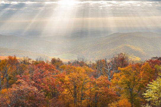 Autumn foliage in Shenandoah National Park, Virginia - United States
