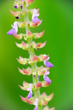 Close-up of Plectranthus monostachyus wildflower blooming in a park