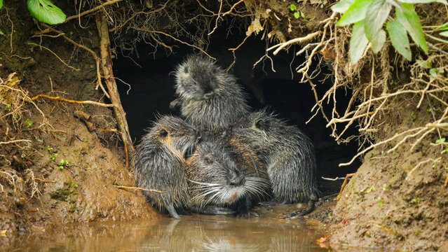 Nutria Family Huddled at Riverbank Burrow Entrance in Muddy Wetland Habitat, Finland