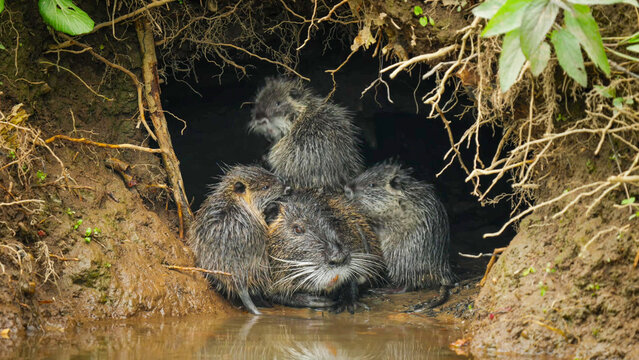 Nutria Family Huddled at Burrow Entrance on Muddy Riverbank, Finland