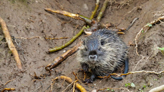 Nutria Resting on Muddy Riverbank Among Roots and Branches in Finnish Wetland