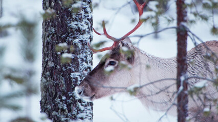 Reindeer with Red Antlers Foraging Among Snow-Dusted Pine Trees in Finnish Winter Forest © Banu