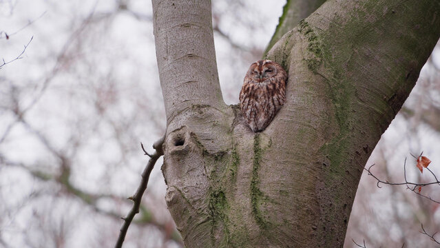 Tawny Owl roosting in tree fork, camouflaged against bark in winter woodland, Finland