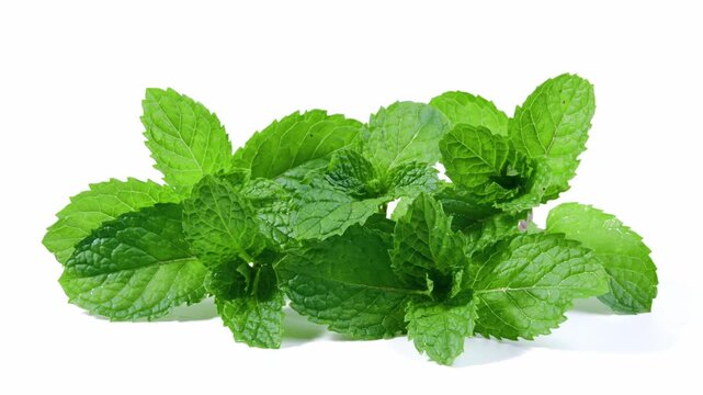 Fresh Mint Leaves on a White Background