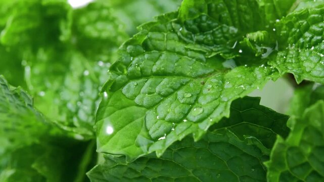 Fresh Mint Leaves on a White Background