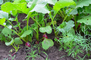 Radishes Growing in Garden Soil, organic gardening © Irina