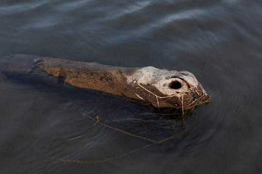 a dry log with a hole in the water
