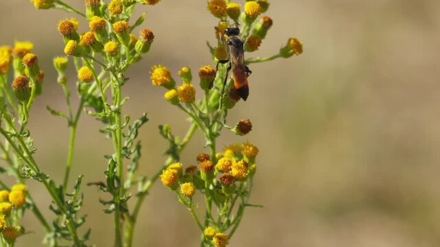 Wood ragwort, senecio ovatus. Insects living in nature. Ecosystem. Central Europe, Germany. Honey bee wasp pollinate flower in the forest. Close-up wildlife. Yellow flowers bush.