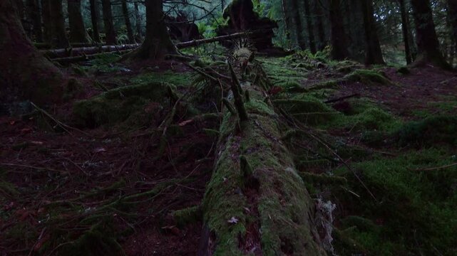 Fallen tree atThree lochs forest drive, Aberfoyle, Scottish highlands