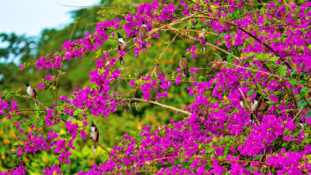 Red-whiskered bulbul (Pycnonotus jocosus). Birds on a wonderful lilac background of blooming bougainvilleas. Hong Kong Island