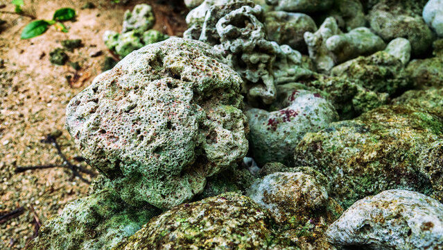 Volcanic tuff (igneous-rock froth, pumice-stone) and skeletons of sponges beach on the coast of Sulawesi. Dead Coral Beach
