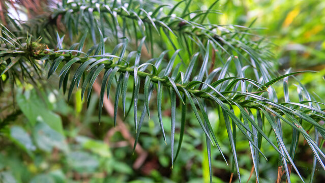 Probably Chinese fir Cunninghamia lanceolata.of cypress family, Cupressaceae. Mountain cloudy forest, hylea in Malaysia, Borneo, Gunung Kinabalu, monsoon season.