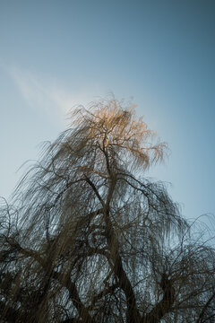 Tree in Sunlight