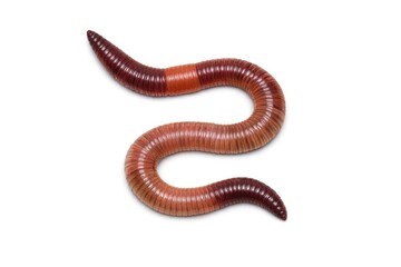 Obraz premium Earthworm isolated on white background.