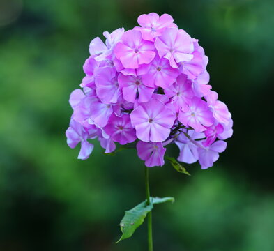 The inflorescence of decorative purple flowers on the stem