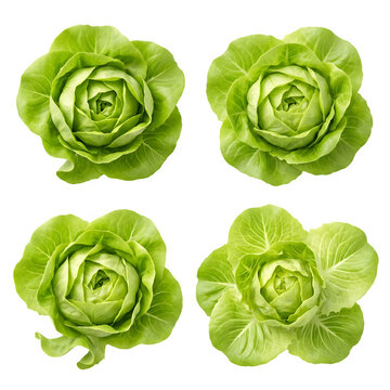 Four fresh butterhead lettuce heads isolated collection healthy organic green vegetable produce selection with down perspective on transparent  background