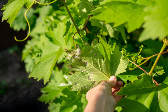 Grape leaf with a disease caused by spider mites in the vineyard
