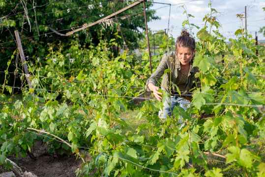 Agronomist with a tablet among the plants in the vineyard