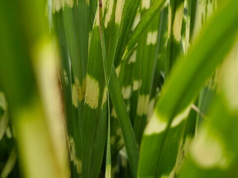 Close up of variegated ornamental grass leaves with cream striped patterns and fresh green foliage, natural botanical texture background in soft daylight.