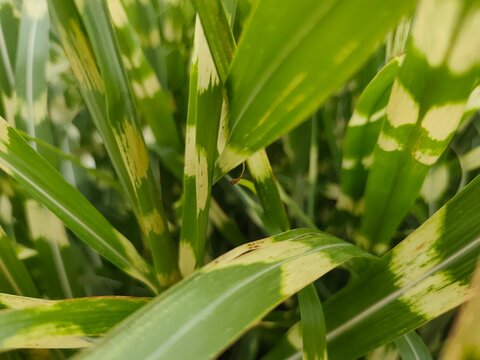 Close up of variegated ornamental grass leaves with cream striped patterns and fresh green foliage, natural botanical texture background in soft daylight.