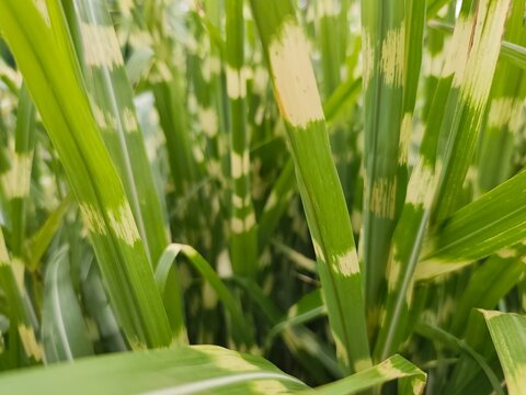 Close up of variegated ornamental grass leaves with cream striped patterns and fresh green foliage, natural botanical texture background in soft daylight.