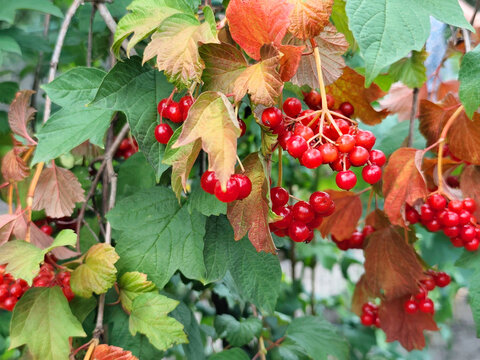 Close up of ripe red viburnum berries hanging on a branch among green and autumn colored leaves in a garden, natural seasonal background with vibrant fruit clusters.