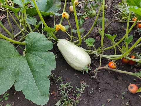 Light green vegetable marrow growing on a garden bed with leaves and yellow flowers, fresh summer squash in natural outdoor conditions.