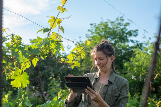 Winegrower with a tablet among the grape bushes in the vineyard