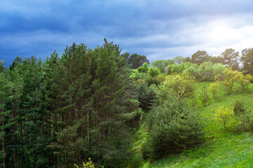Obraz premium Pine forest edge meadow, sunny summer day. Peaceful nature scenery with lush green hills and woodland border.