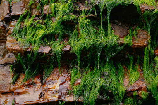 Lush Green Algae on Wet Rocks