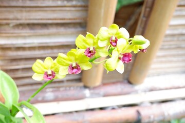 Dendrobium Burana Jade orchid flowers blooming on a flowering spike. © Ellevena